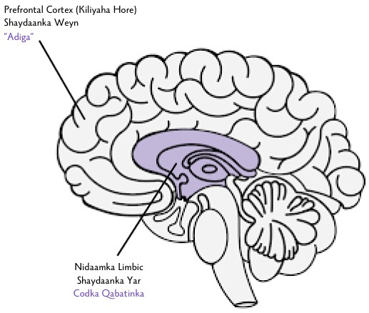 The ‘two brain’ model of addiction.